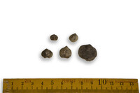 F 09311
          <br/>
          
          <br/>
          <em></em>